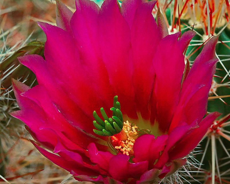 Echinocereus engelmannii 